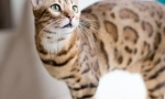 Bengal cat (foto): copie mică a leopardului